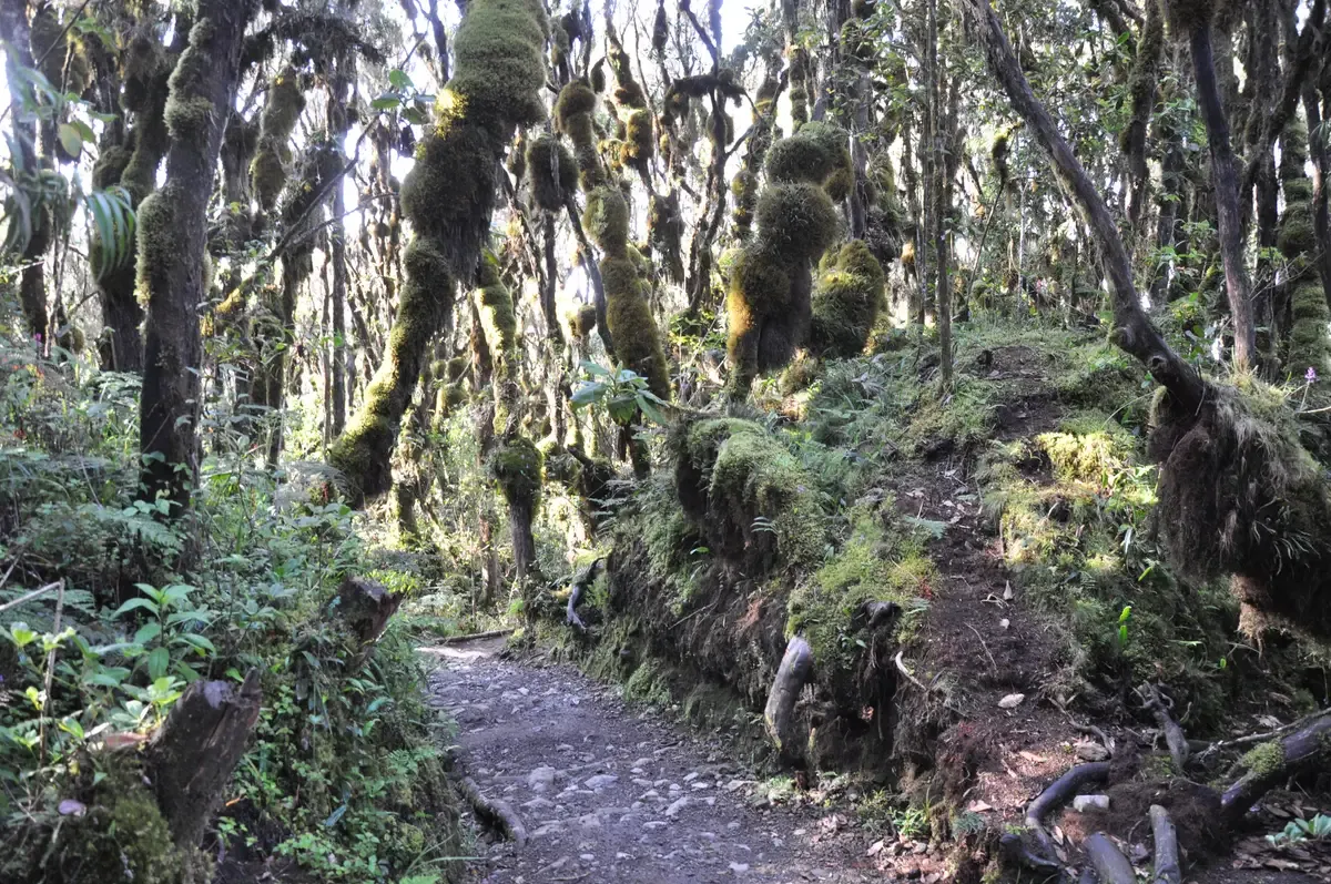 Moss-hung trees over the forest trail on the lower slopes, a sight on Kilimanjaro climbing tours