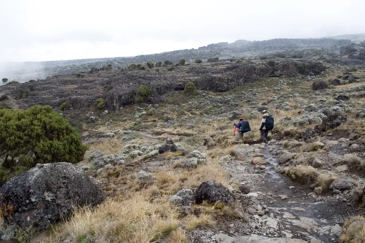 Trekkers on the heath of the Shira Plateau, a sight on Kilimanjaro climbing tours
